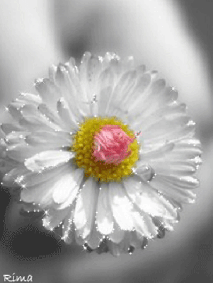 Biały błyszczący gerber